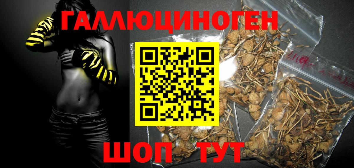 Псилоцибиновые грибы Cubensis Кизилюрт